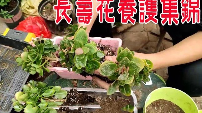 花呗使用平台 取现怎么取