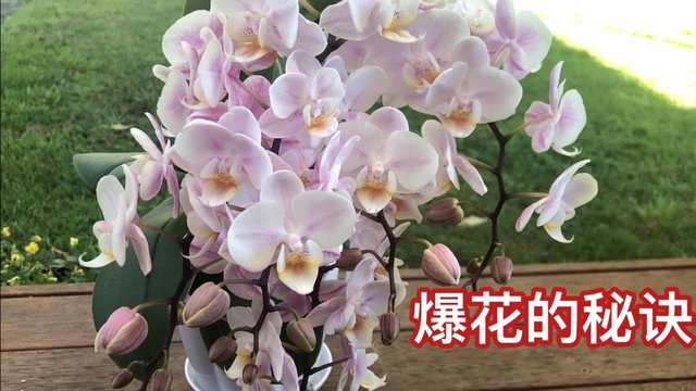 花呗怎么套现出来到支付宝 现金