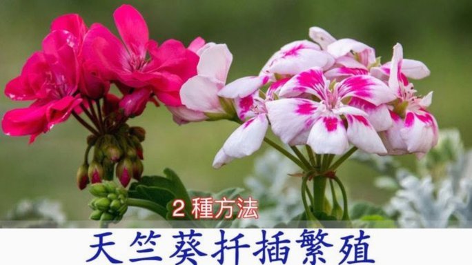 花呗怎么套现金?