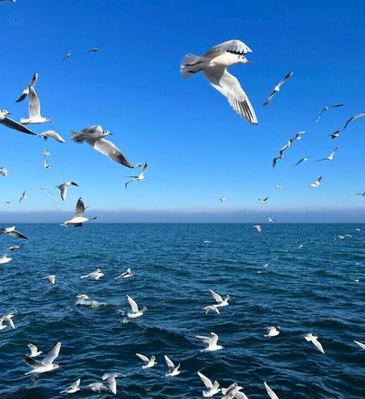 海鸥怎么还款