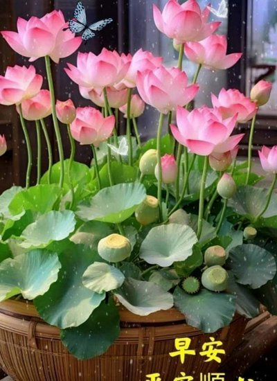 花呗提现背后的秘密流程解析