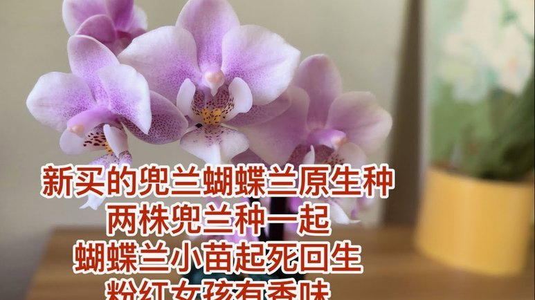 携程拿去花，轻松出行