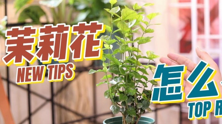 携程里面拿去花怎么用