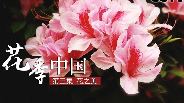 花呗平台客服电话 现在怎么打