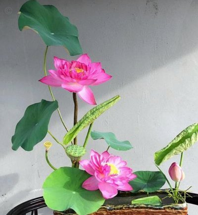 花呗现象 平台是什么