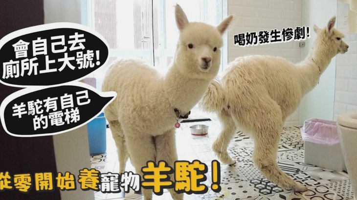 便荔卡包现在不能申请停催吗