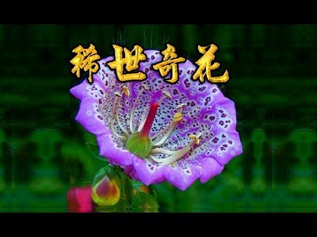 天猫花呗套利背后的逻辑